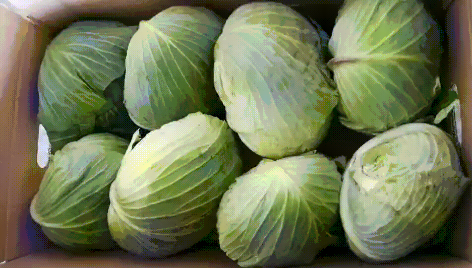 Bulk Cabbage​