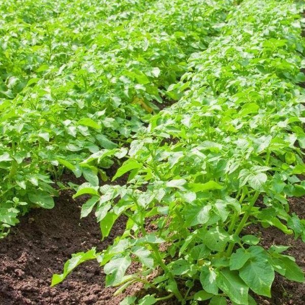 Golden Potato Seeds — Premium Selection from Shandong Vegetable - Image 3