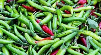 Chilli Pepper Price and Market Overview March 2025