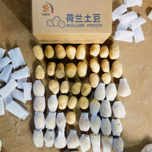 fresh shandong potatoes in bulk