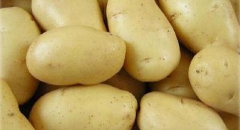 China Potato Price: Latest Quotation and Market Analysis in April 2025