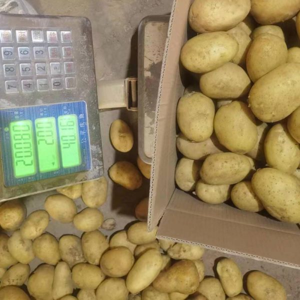 fresh shandong potatoes in bulk