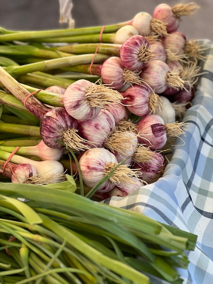  fresh garlic bunches in bulk