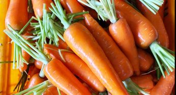 Carrot Price Report April 2025 – Shandong Vegetable