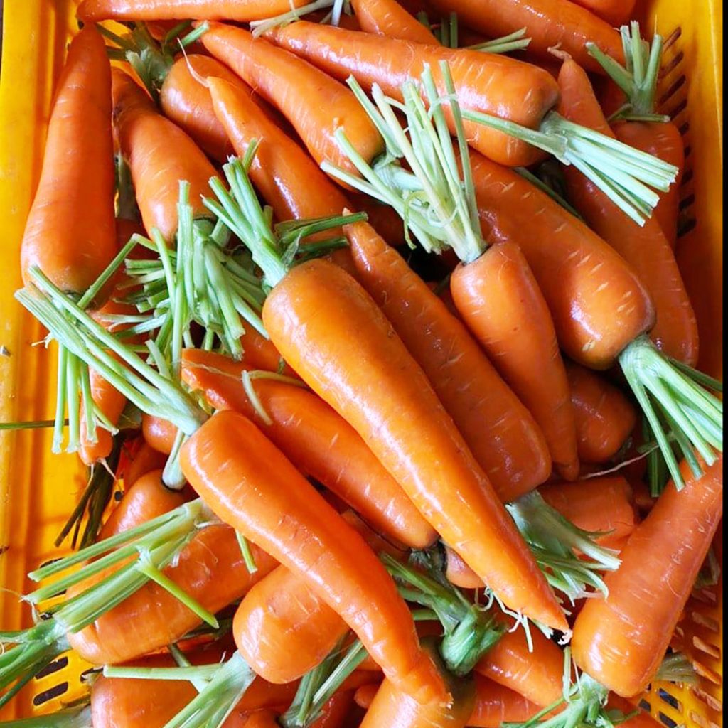 shandong fresh carrot in bulk