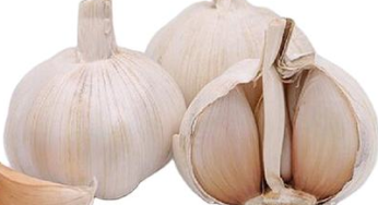 China Garlic Prices Shift Again: Market Trends and Forecast (as of June 2025)