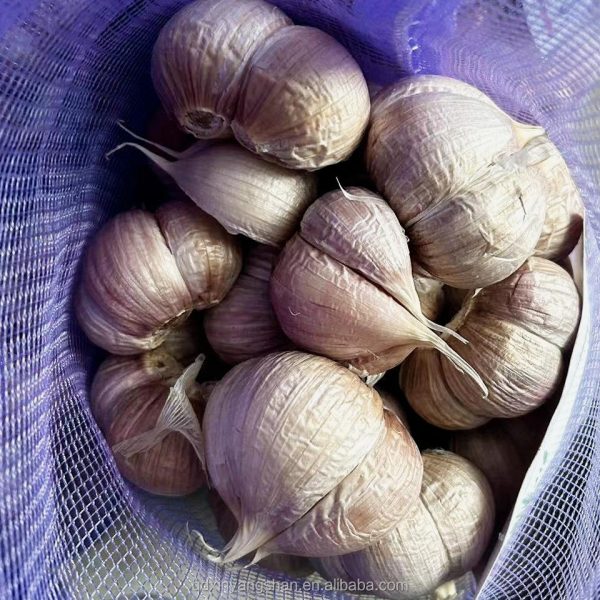 shandong garlic in bulk