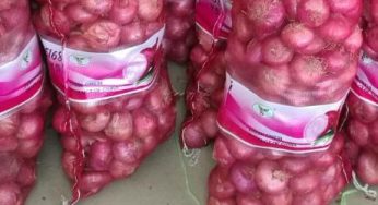 China Onion Price on April 2025: Market Analysis on April 1, 2025