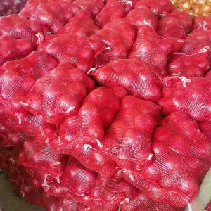 shandong onions in bulk