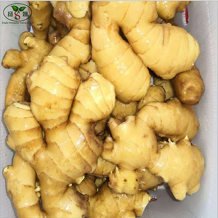 shandong yellow ginger in bulk