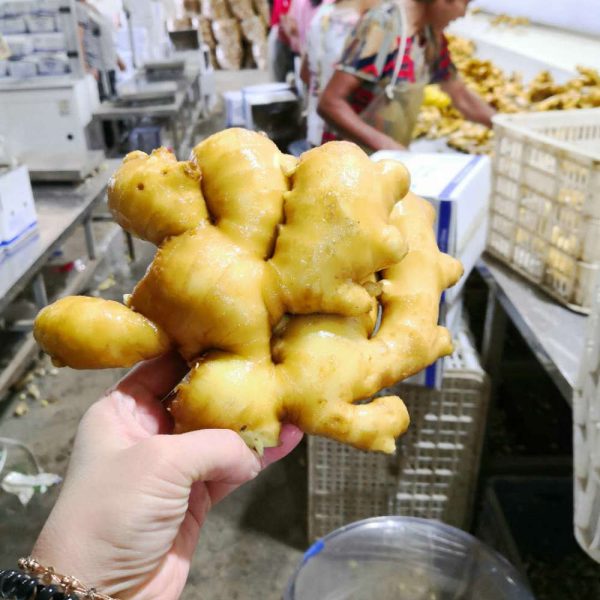 shandong yellow ginger
