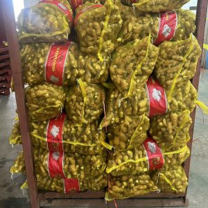 shandong yellow ginger