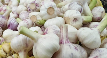Chinese Garlic Price Update – May 17, 2025