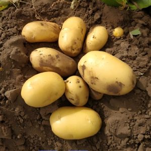 Golden Potato Seeds