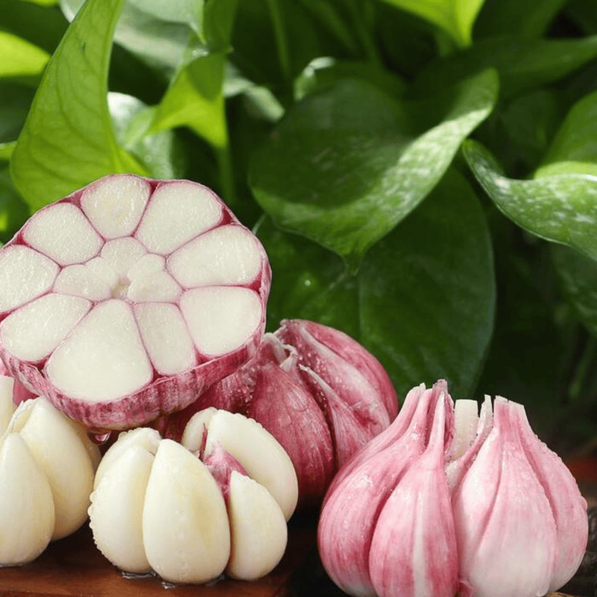 What is the Average Weight of a Garlic