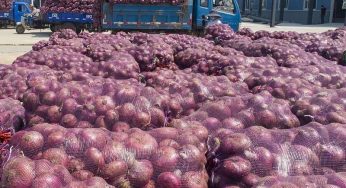 China Onion: The Most Helpful Guide For Bulk Buyers