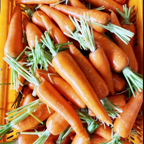 shandong fresh carrot bulk supply