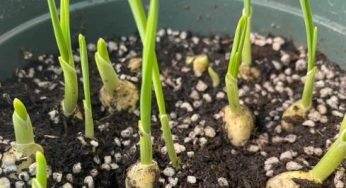 Bolted Garlic: What It Is, Why It Happens, and What to Do About It