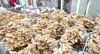 China ginger price May 2025: You Know Where to Buy