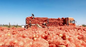 China Onion Prices in Q2 2025: Supply Expansion Brings Price Drop Risks