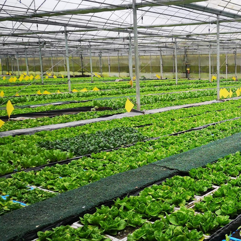 shandong vegetable shandong vegetable