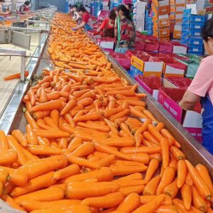 shandong fresh carrot bulk supply