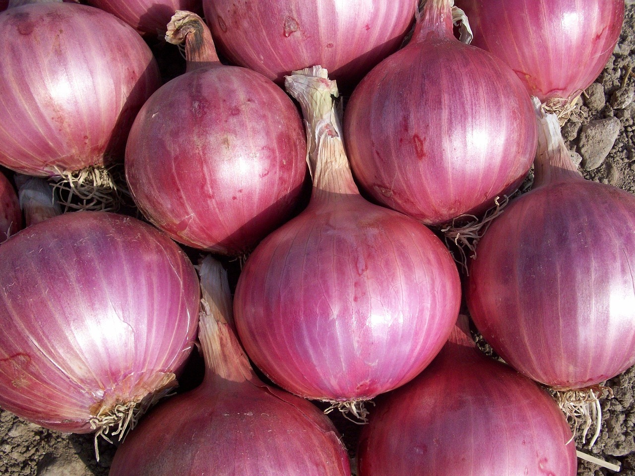 What Is The Price of Onion? The Current Shandong Onion Prices Updating 2 What Is The Price of Onion? The Current Shandong Onion Prices Updating